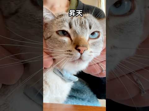 元野良猫くう|お目目七変化👀‼️
