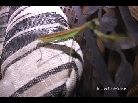 Praying Mantis Attacks Camera Man