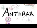 Ref:PiCDRLm1upY Anthrax - causes, symptoms, diagnosis, treatment - bacillus anthracis - microbiology  