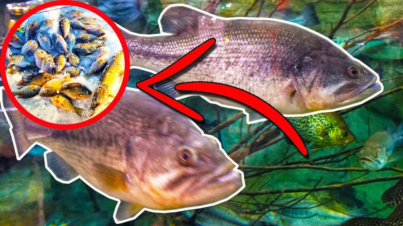 Ice Fishing Oakland County Big Bluegills🎣 & A stop at Bass Pro Shop