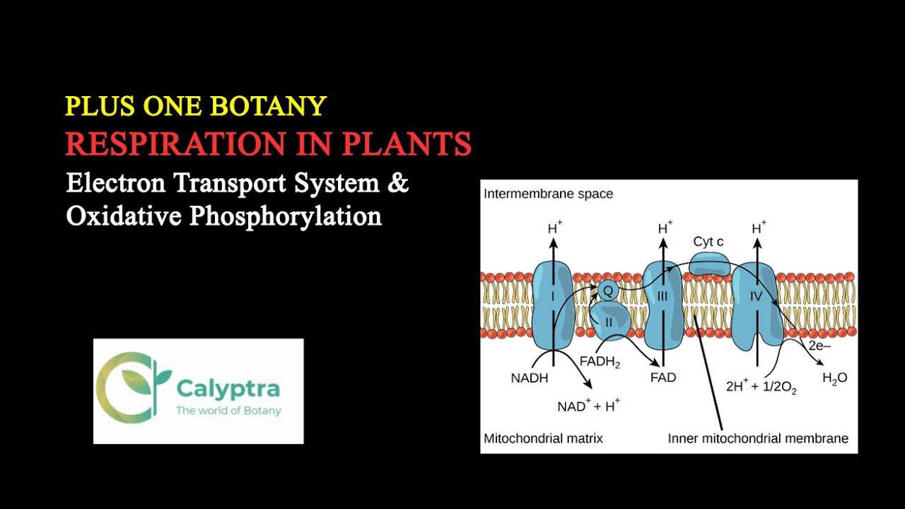 Plus one Botany #Respiration in plants #NCERT #Ets And Oxidative ...