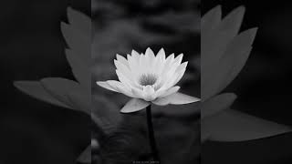 Download Lagu ETHO VARMUKILIN|MALAYALM SONG|WHATSAPP STATUS MP3