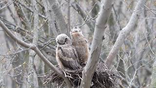 Great Horned owl chicks preening. 00202