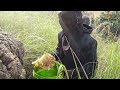 மலைத்தேன் அருவடை   || Wild Honey Harvest