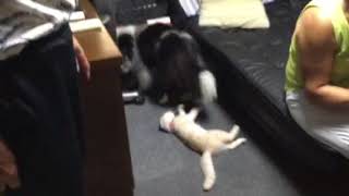 20180815-1 エル、ねこねこチャレンジ