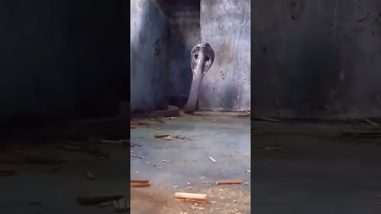 Snake Attacks 🐍😯 