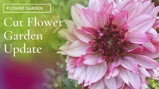 Cut Flower Garden Update