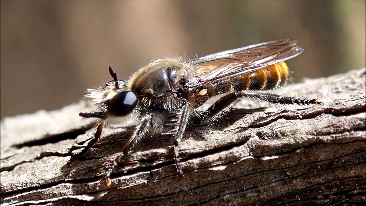 Gouden dennenstamjager (Choerades ignea)
