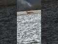 Red Fox Running In German Countryside Fox Animals Nature Shorts Cute Funny mp3