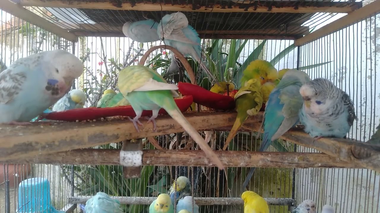 🐦普通の日常のはずが、最後に空気が変わる