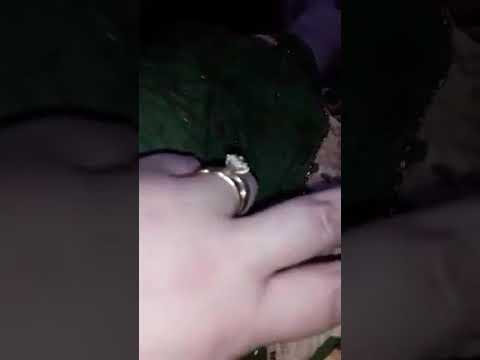 مداحات غرداية في ما يعرف ب الحضرة اروع ما سمعت