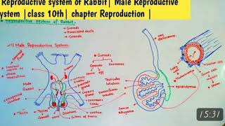 A Dissection Of The Male Rabbit Reproductive System I A Closer Look At The Male Anatomy I Bioart Tv