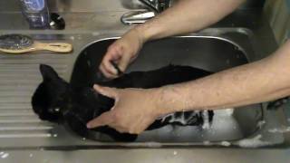 The Best Cat Bath Video You Will Ever Watch The Best Cat Bath Video You Will Ever Watch