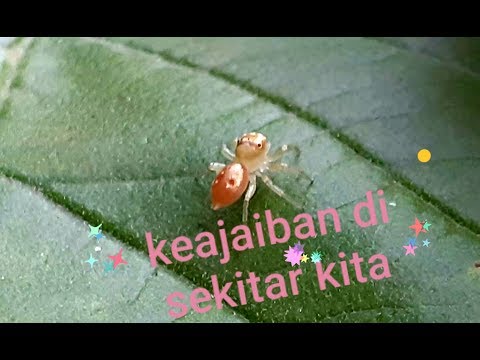 Video: Entomophobia: Ketakutan Ekstrim Serangga, Bagaimana Didiagnosis & Diperlakukan