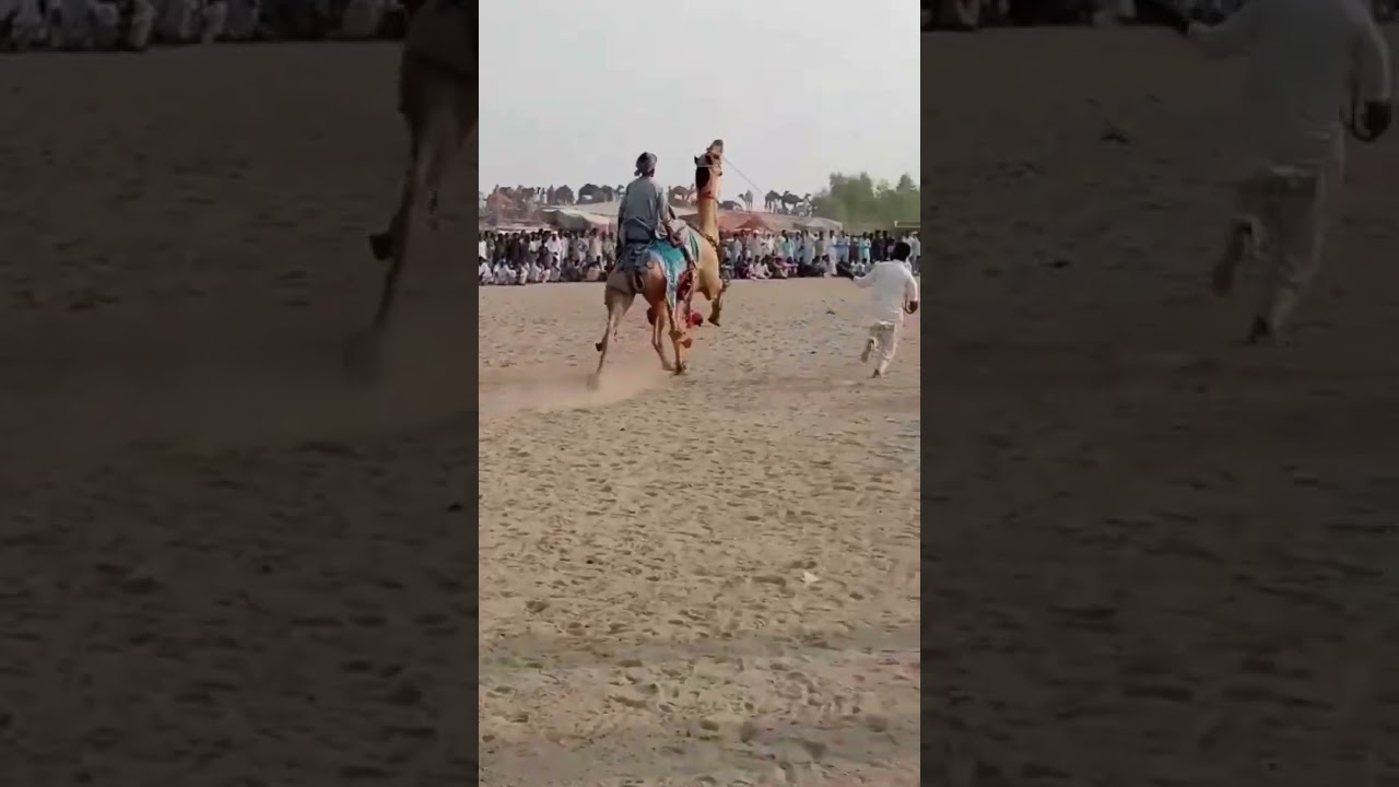 CAMEL DANCE | CAMEL FESTIVAL