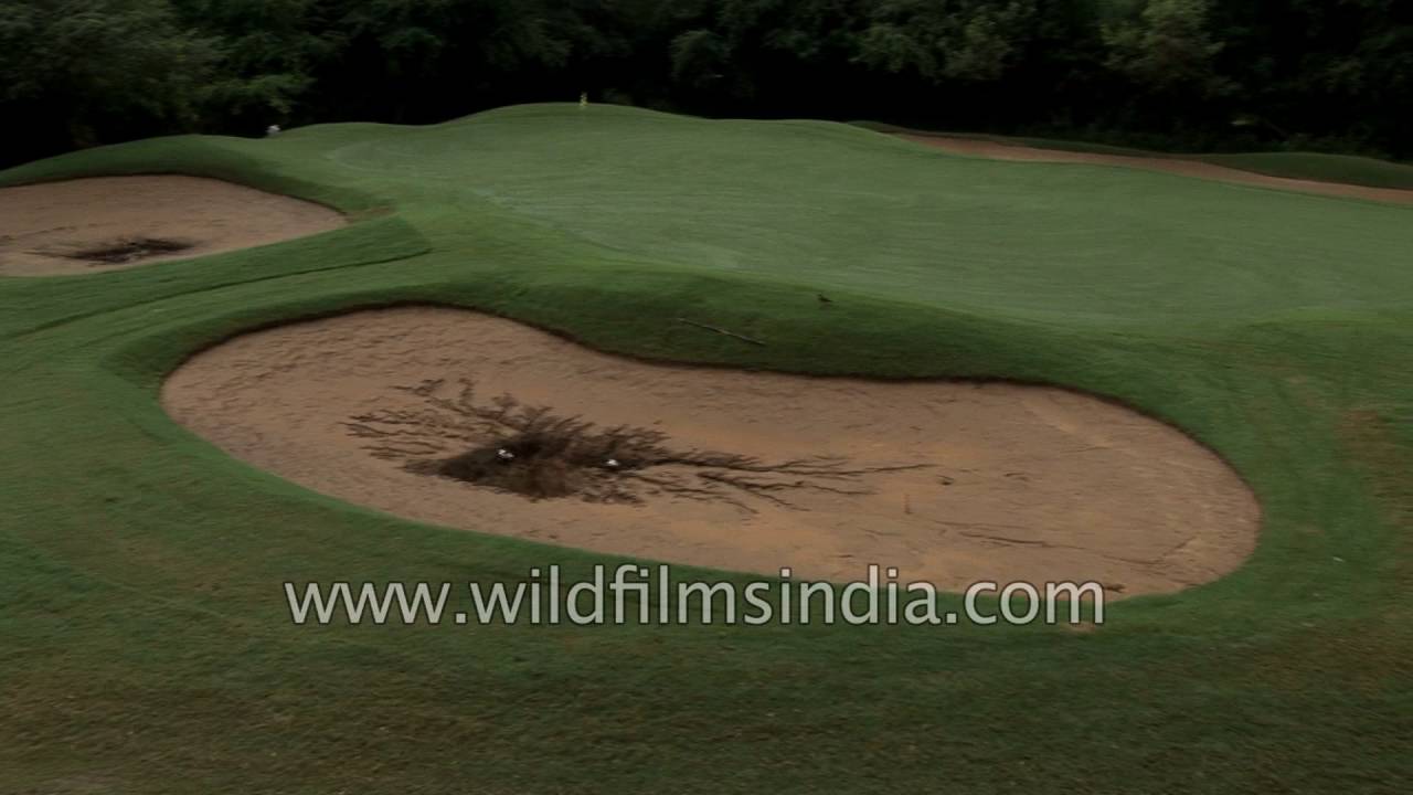 Delhi Golf Club Acourse fairways in New Delhi YouTube