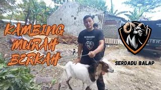 Jual Kambing Murah Serdadu Balap Part 1