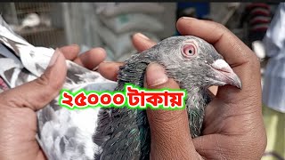 টঙ্গী কবুতরের হাটে সবচে দামী  গিরিবাজ কবুতর। tongi kobutor hat।mitul pigeon &pets।