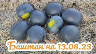 Баштан на 13.08.2023