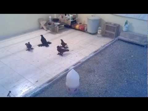 kümes kırmızı siyah