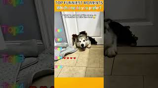 Funniest AnimalsMoments#funnyanimals #animalcomedy #dog#funny#funnyanimals#funnypets#animals