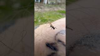 Spraying A Flying Ant With Bug Spray #youtubeshorts #shorts