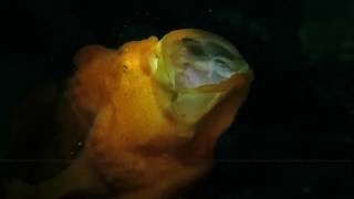 Painted Frogfish