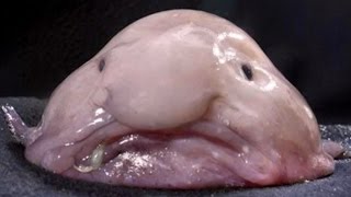 10 Facts about Blobfish