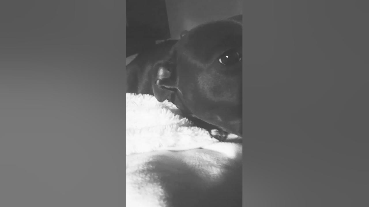 disabled-veteran-with-my-esa-dog-dealing-with-ptsd-you-stalkers-and