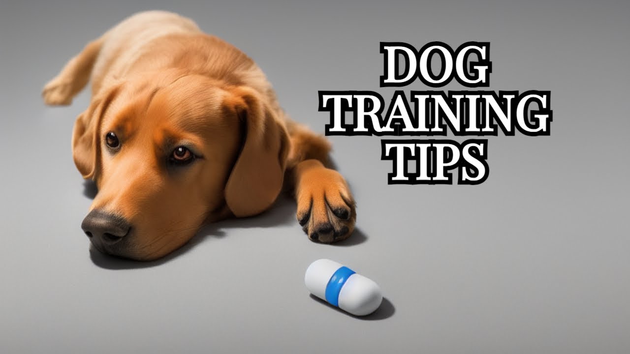 How To Stop Your Dog From Biting You YouTube