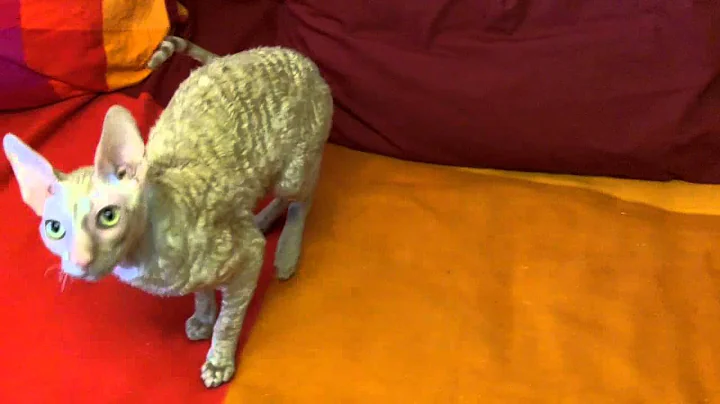 Watch the video about Hermy the Cornish Rex Loves to Play