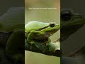 Silent Screams: Unlocking the Mysteries of Ultrasonic Communication in Frogs #science #research