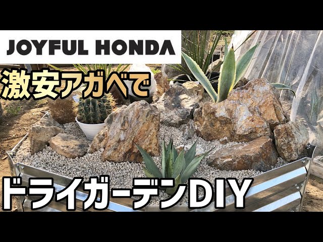 ジョイフル本田の激安アガべを使ってドライガーデンDIY！【アガベは地