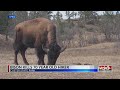Bison kills 70-year-old woman in Custer State Park
