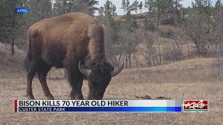 Bison kills 70-year-old woman in Custer State Park