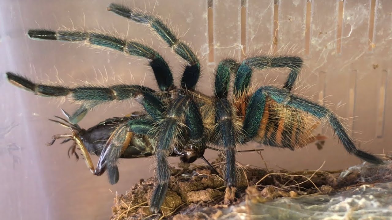 Chromatopelma Cyaneopubescens First Feed After Molt