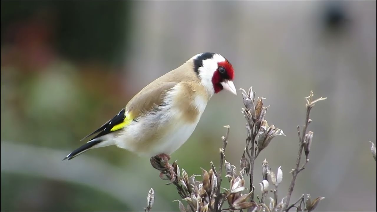 European Goldfinch Stieglitz Distelfink