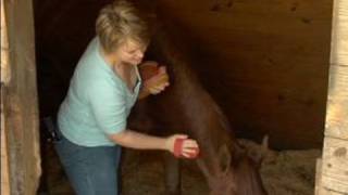 Several Tips for Basic Horse Care : Horse Grooming Basics