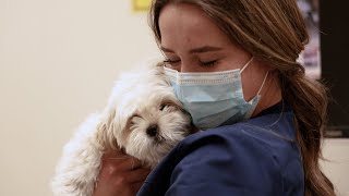 VCA Ventana Animal Hospital  - Albuquerque New Mexico