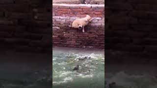 Puppy escapes alligators