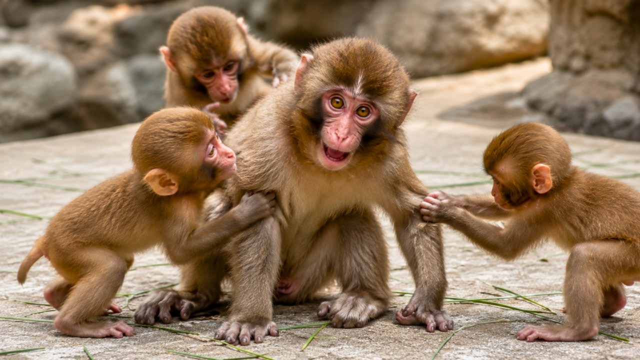 【なんみ様】Baby Animals サル Punch the Monkey Turns One & Plays Wild with the Baby Monkeys