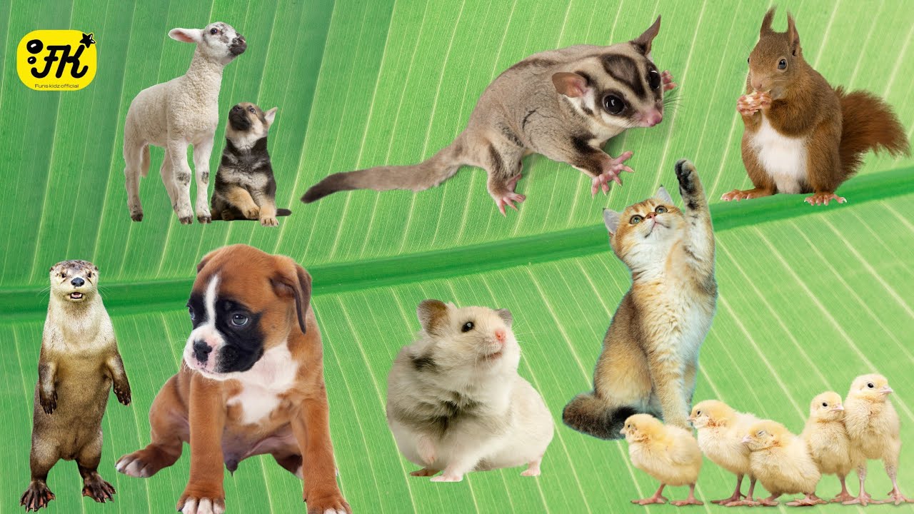 ANIMAL UNIVERSE CUTE LITTLE ANIMALS MOST CUTE ANIMALS Like SUGAR