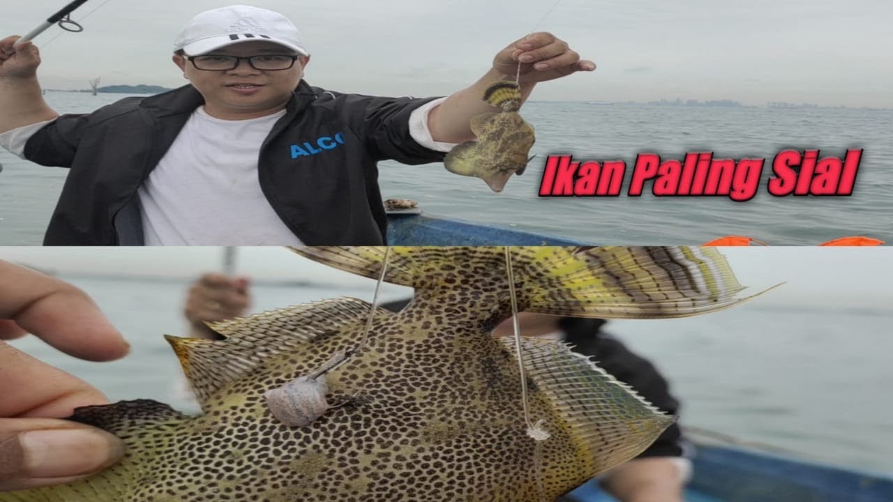 IKAN KULIT BABI KESANGKUT PANCINGAN (APES BENER IKANNYA) - YouTube