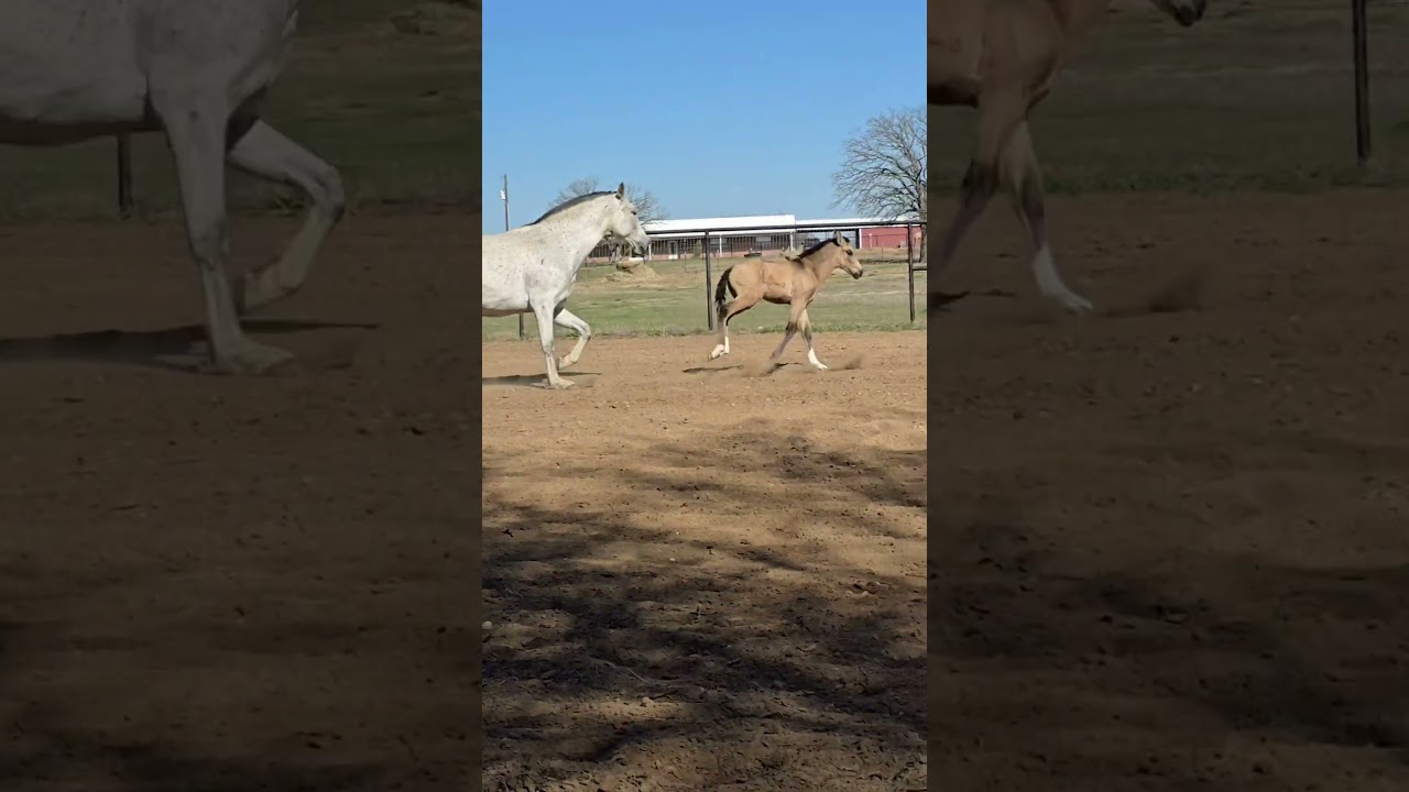 Odyssey EAS (Tiberius GSA x Grandiosa EAS)  Buckskin PRE Colt with Chrome...reserve him today