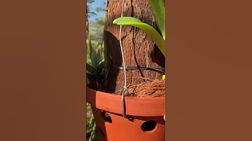 Thú vui khi bạn chăm sóc lan Ngọc điểm từ cây bé xíu #ngocdiem #lanngocdiem #phonglanvietnam