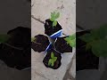 El hombre que planta árboles