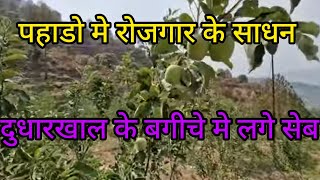 दुधारखाल मे है खूबसूरत सेबों का बगीचा 🍎🍎!!Pahadi Life Style!!Daily Vlogs 🙏💯🌹