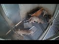 #CheetahCubdate 17: Breakfast with the Cubs