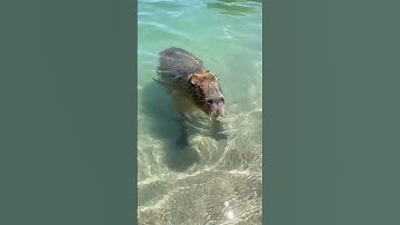 Capybara Cute & Funny Videos #capybara #love #cute #funny #shorts #short #viral #shortvideo #animals