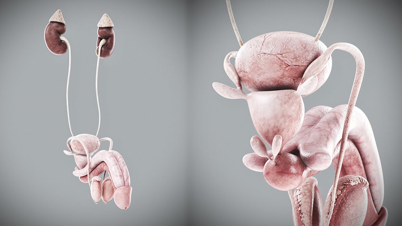 3D Human Male Urinary and Reproductive Anatomy